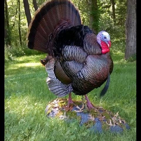 skakan skakan
