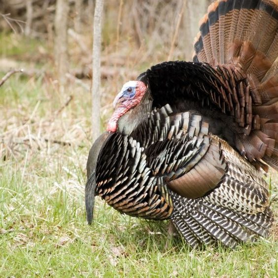 Full Strut Turkey - Taxidermy Insider