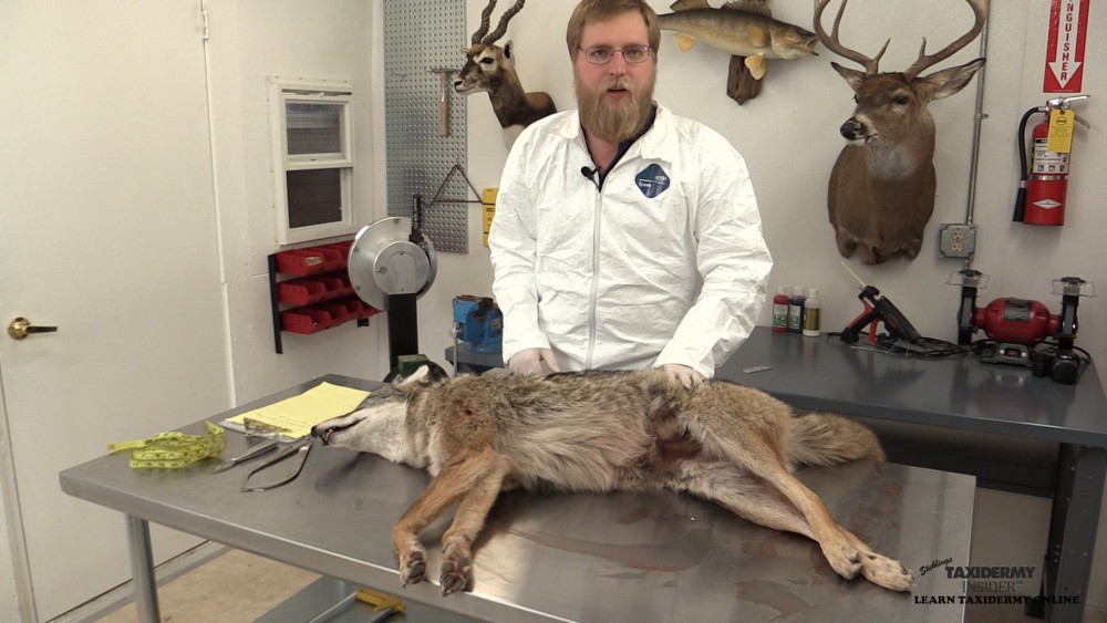 full mount coyote #1 skinning