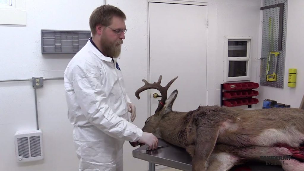 How To Skin A Deer For a Shoulder Mount Taxidermy Insider