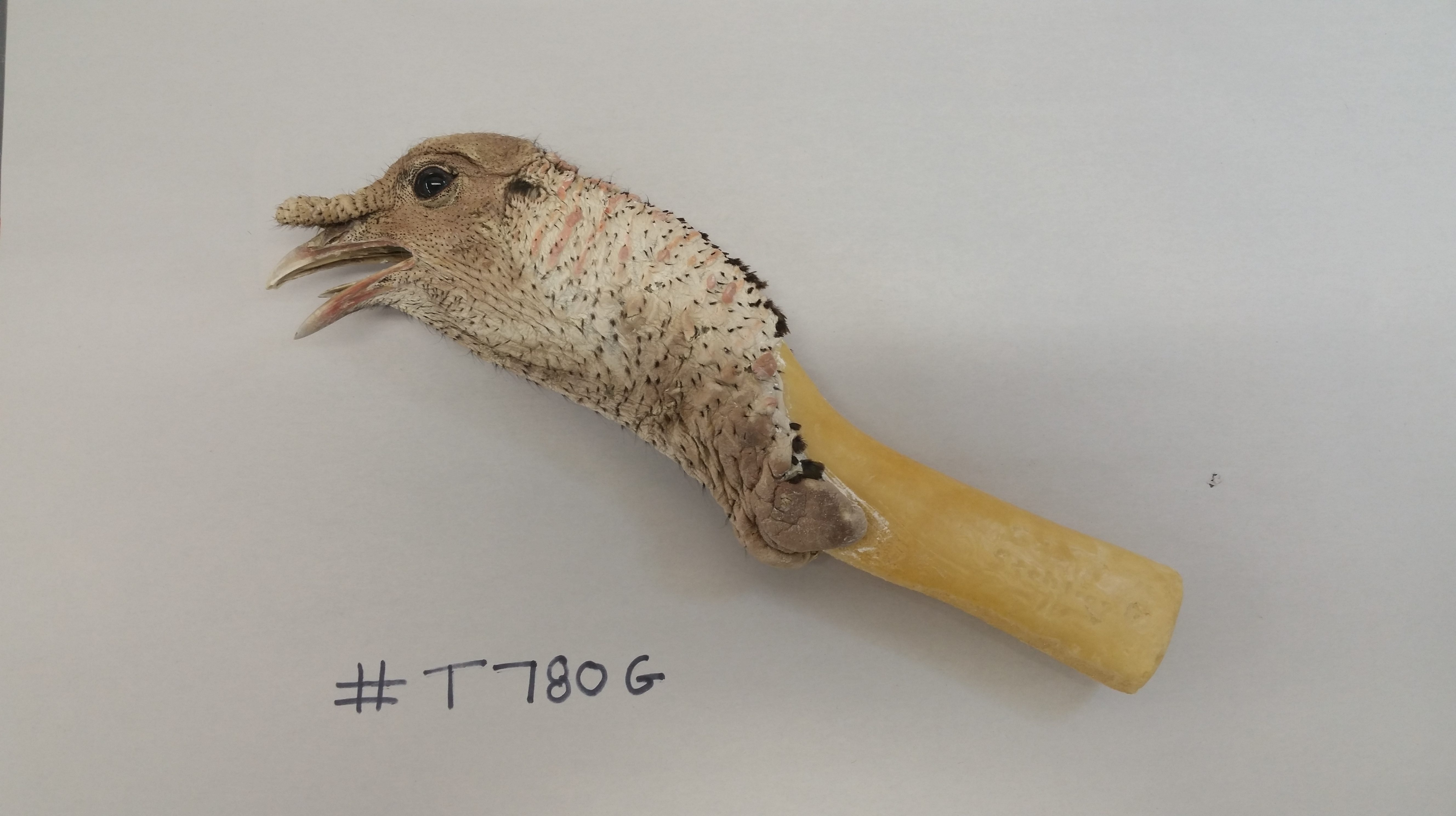 Freeze dried Gobbling Turkey Head T780G Taxidermy Insider