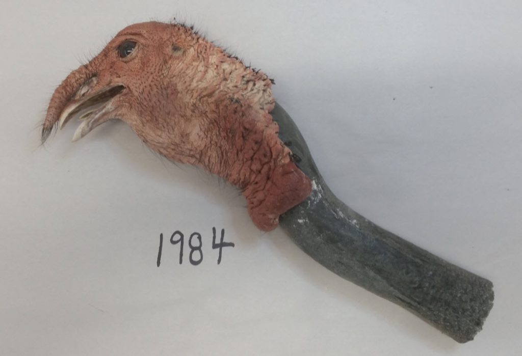 Freeze Dried Gobbling Turkey Head Taxidermy Insider